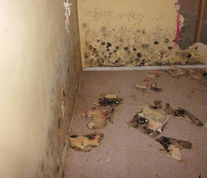 Mold on walls and carpet
